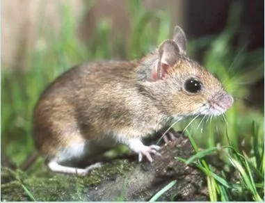 Muis buiten, in de regio Arnhem