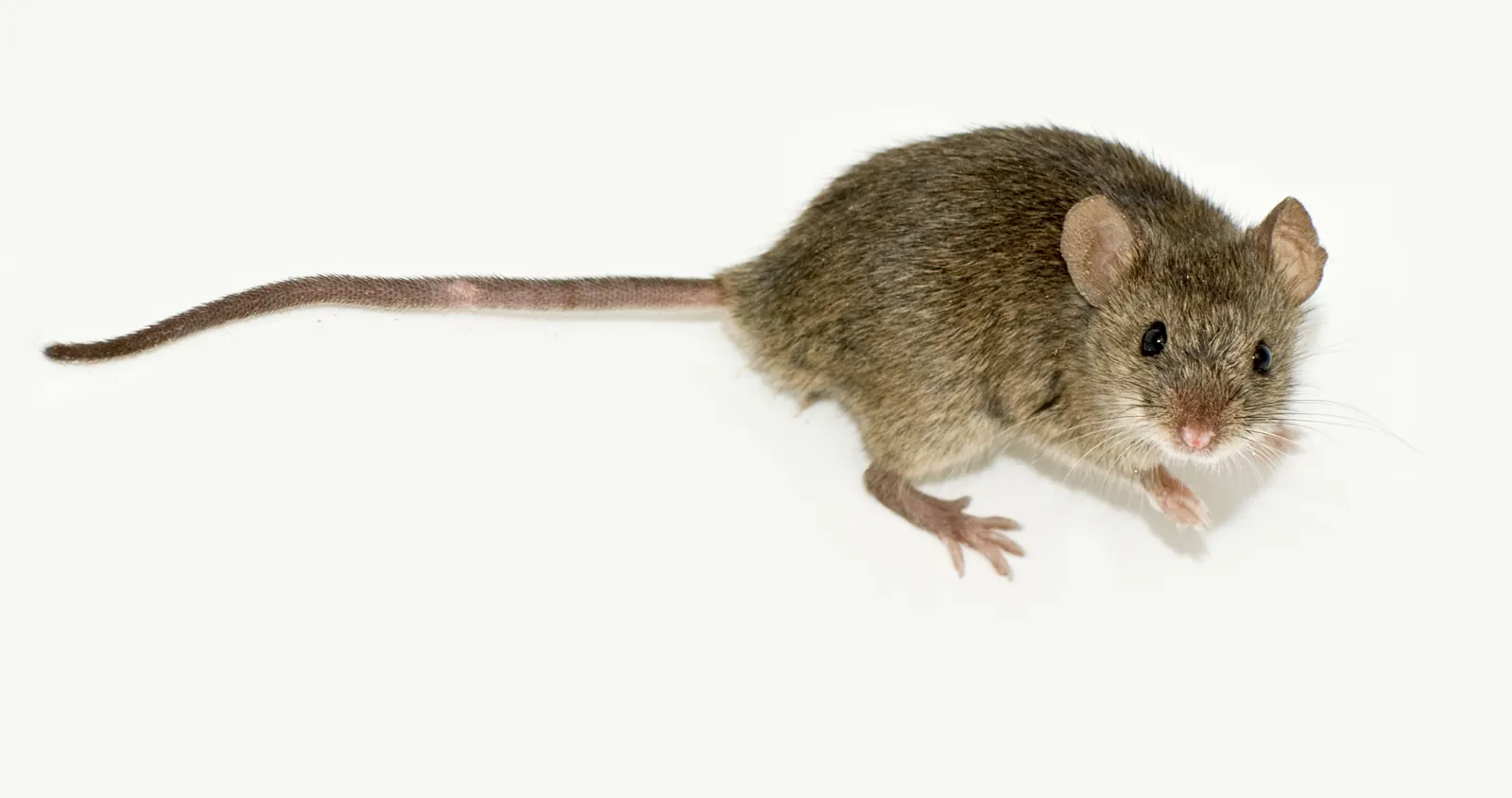 Huismuis op zolder, zijaanzicht