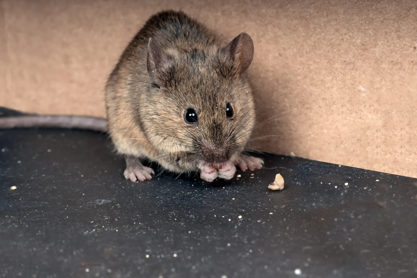 Muis dichtbij op een donker oppervlak, typerend voor muizenoverlast binnenshuis