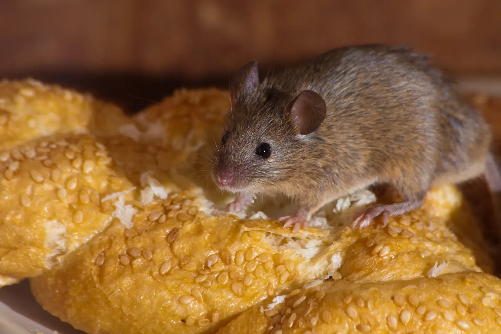 Muis op brood in de keuken, een klassiek teken van overlast